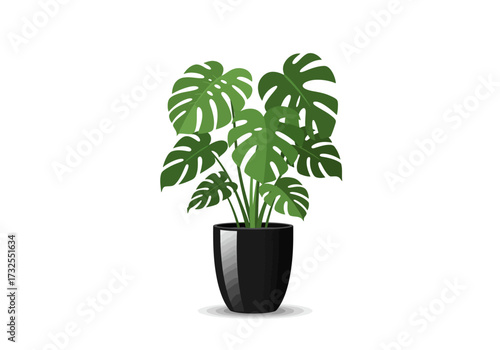 Monstera deliciosa houseplant in black pot.