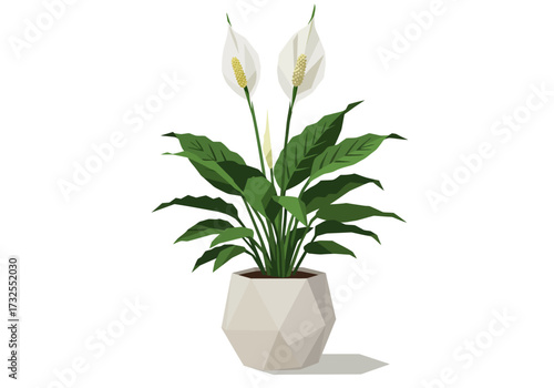 White Peace Lily Houseplant in Pot.