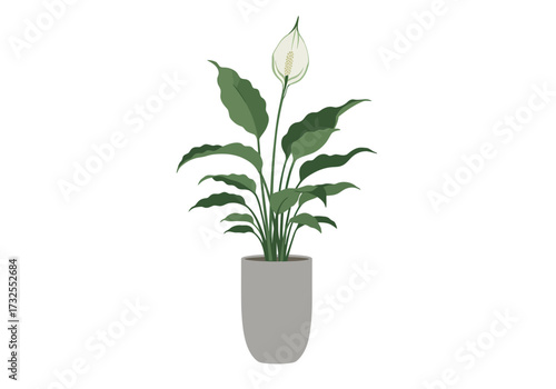 Peace Lily Houseplant in Grey Pot.