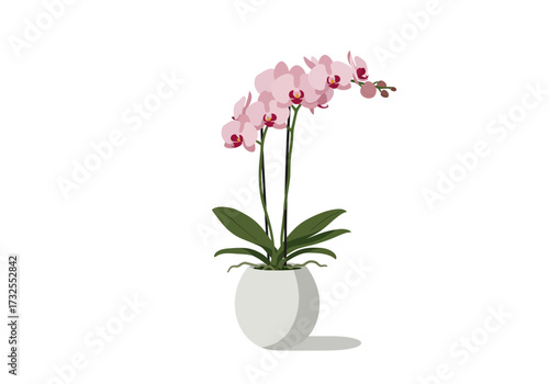 Pink Orchid Plant in White Pot.