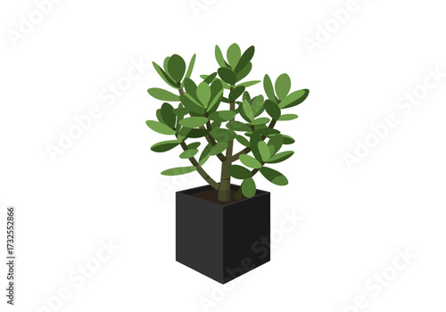 Jade Plant in Black Square Pot.