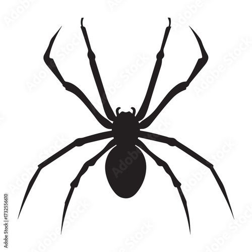 spider on a white background