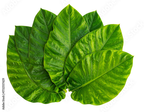  Traditional Kalo Leaves Bunch – Transparent PNG background 