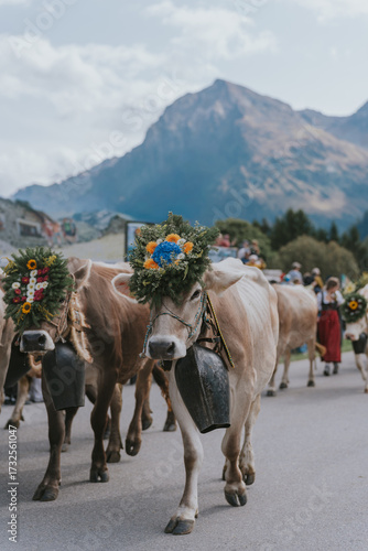 Decorated cows with bells walking during alpabzug parade