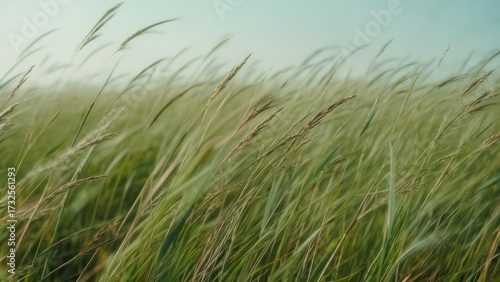 Wind-swept field of tall grass under a clear sky, natures beauty.