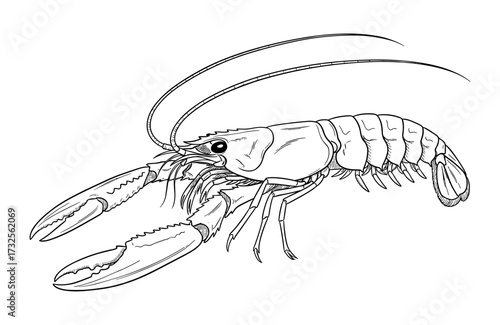 Lobster in line art style in black and white