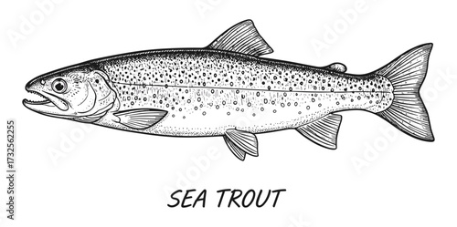 Sea trout in line art style in black and white