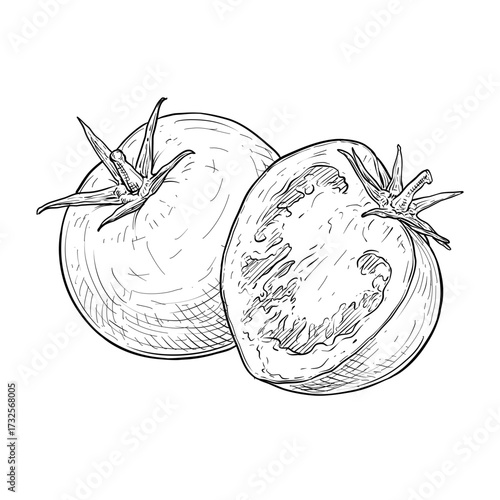 tomatoes vector line art hand drawn illustration