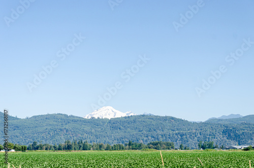Agricultural farms in Chilliwack, Fraser Valley, BC, Canada. Mt. Baker is seen in the background