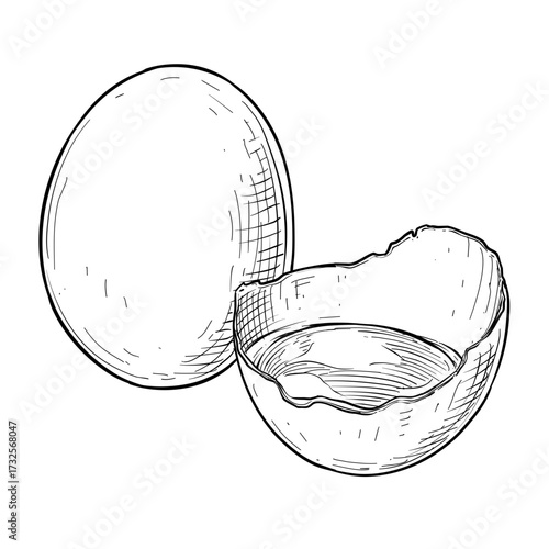 broken egg vector line art hand drawn illustration