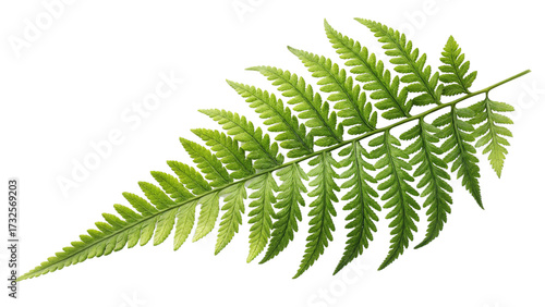 Green fern frond with detailed leaf structure isolated on a transparent background