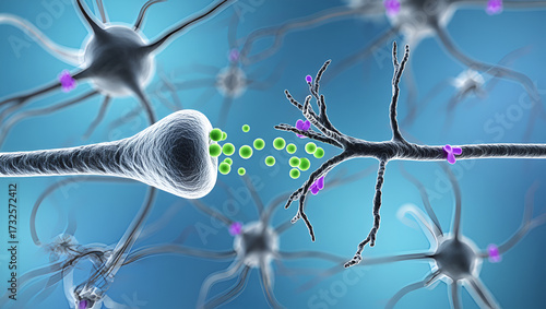 Neuronal synapse transmitting chemical signals between cells neurons transmission