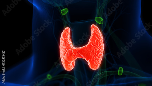 Red thyroid gland green parathyroid glands endocrine anatomy image
