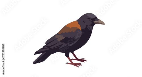 Detailed crow with brown accents on white background