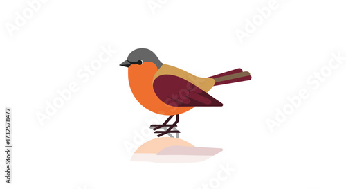 Cute flat robin on white background with reflection