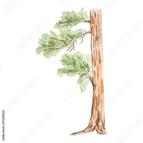 Watercolor green forest tree from design and print.