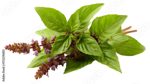 Fresh holy basil leaves with flowers isolated on a transparent background