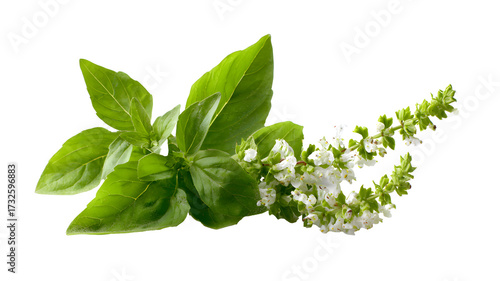 Fresh holy basil leaves with flowers isolated on a transparent background