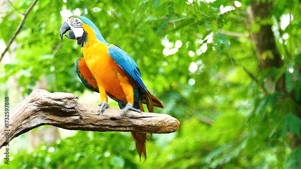 Obraz premium blue and gold macaw