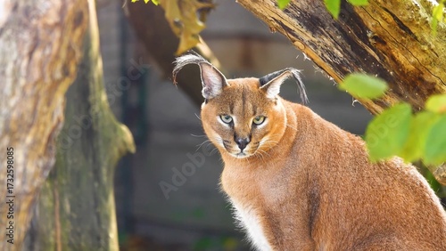Photography lynx on the rock