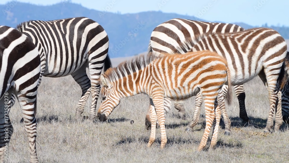 Fototapeta premium zebra in the zoo