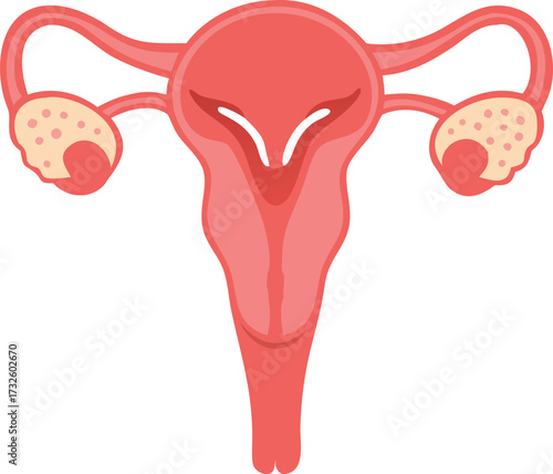 female reproduction system anatomy silhouette 