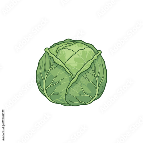 Cabbage illustration, flat design, natural colors, healthy eating and cooking