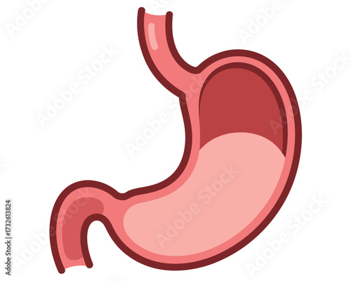 Illustration of a human stomach anatomy medical organ