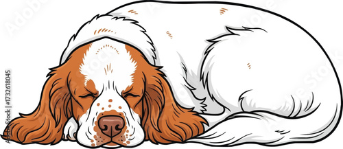 Clumber Spaniel dog curled up lying down vector illustration