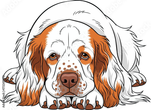 Clumber Spaniel dog lying down facing front cute vector illustration