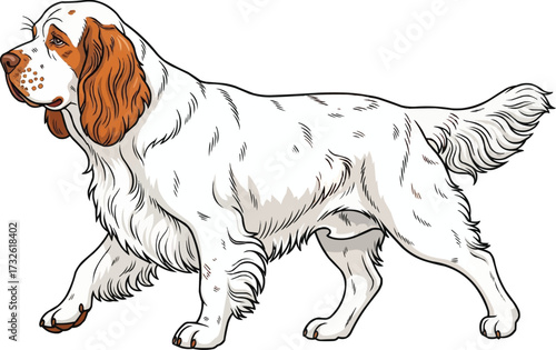 Clumber Spaniel dog walking trotting side view vector illustration