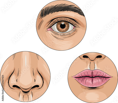 Detailed human face anatomy illustration showing eye, nose, and lips, realistic drawing for medical study, art reference, educational design