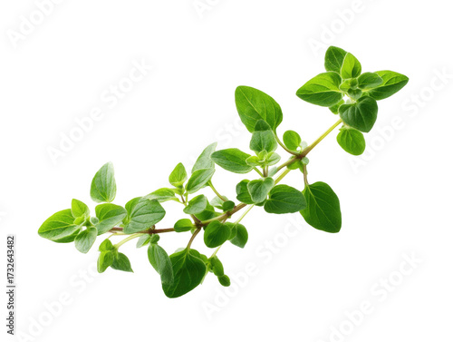 Fresh oregano herb sprig isolated on transparent background