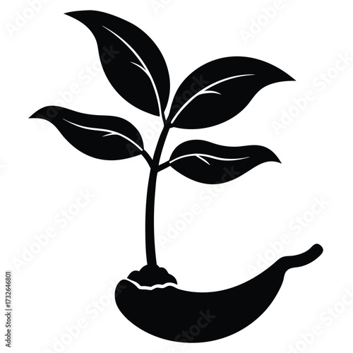 banana seedling with banana saplings behind