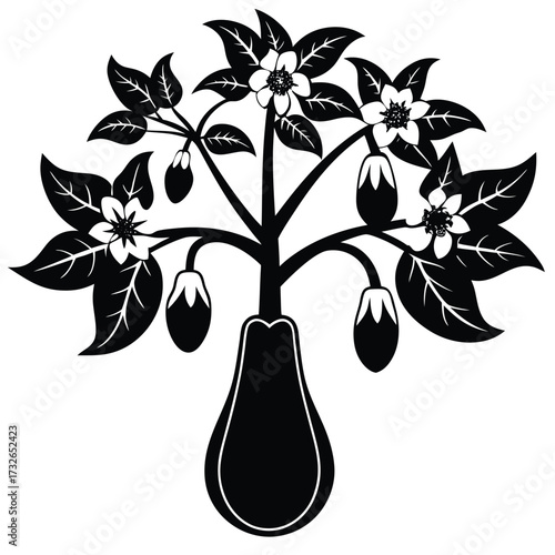 eggplant tree with white flowers and buds