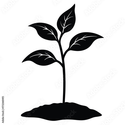young pepper plant sprouting in soil