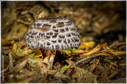 Mushroom in the forest in autumn