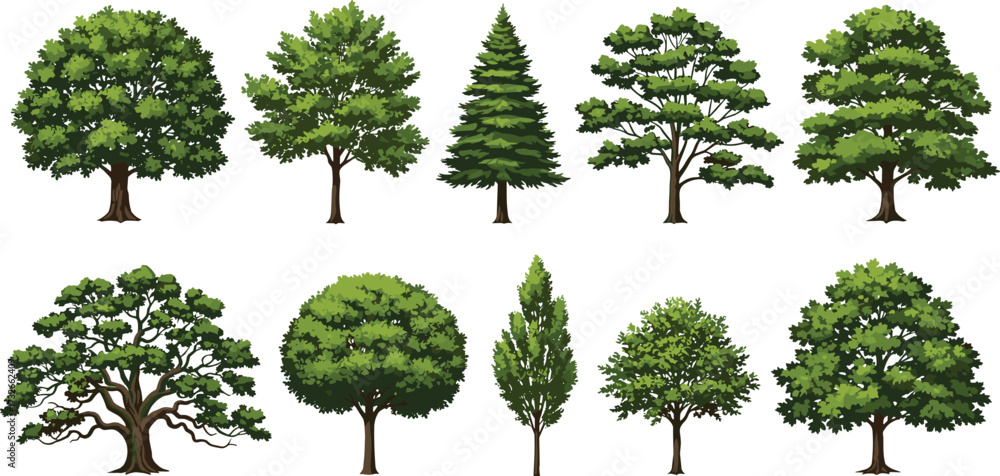 Fototapeta premium Ten diverse tree illustrations, botanical variety, foliage and branching styles, educational nature graphic, tree morphology set, vector design for ecology content