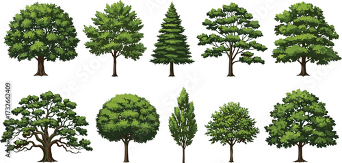 Ten diverse tree illustrations, botanical variety, foliage and branching styles, educational nature graphic, tree morphology set, vector design for ecology content