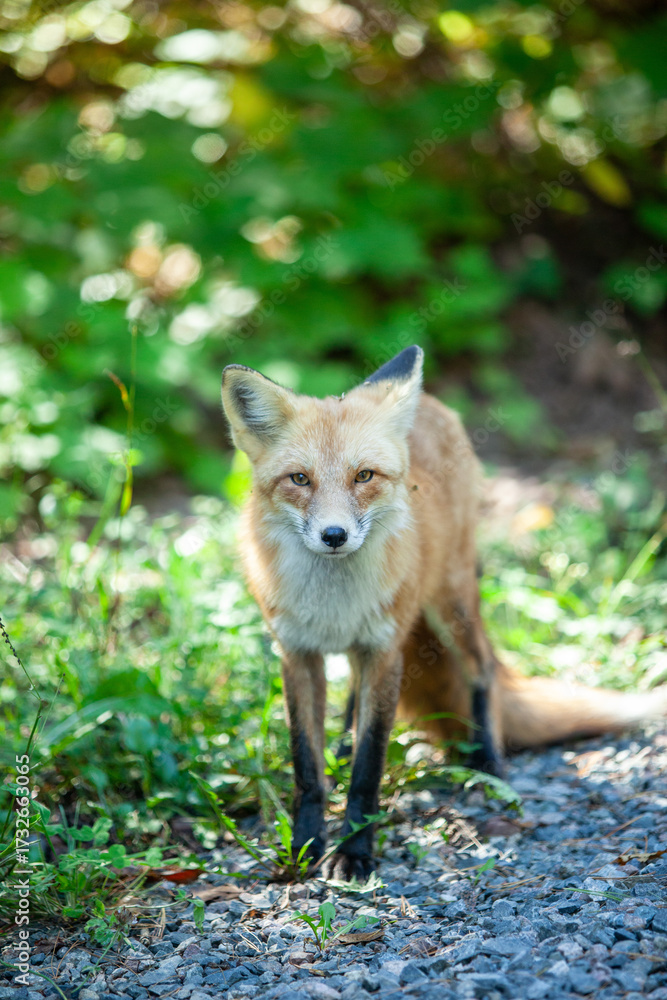 Obraz premium Red fox (Vulpes vulpes), Sleeping Giant Provincial Park, Ontario, Canada