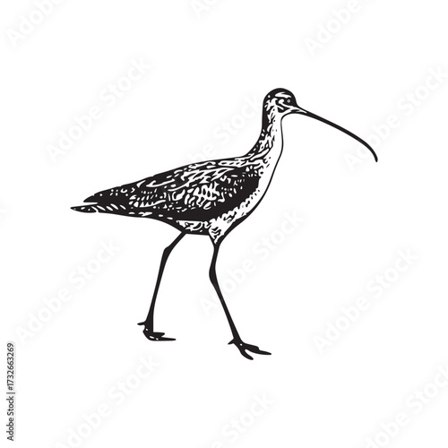 Black and White Bird Silhouette Vector Illustration