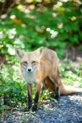 Red fox (Vulpes vulpes), Sleeping Giant Provincial Park, Ontario, Canada