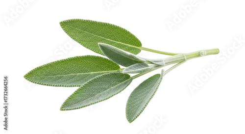 Fotografía Fresh sage leaves isolated on transparent background, aromatic herb for cooking