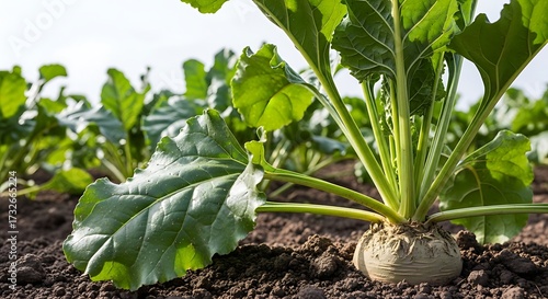 Sugar Beet Field in Sunlight.