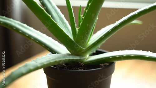 Aloe Vera Plant Close Up - A close-up shot shows a vibrant green aloe vera plant in a dark pot. The plant's spiky leaves are prominently featured.