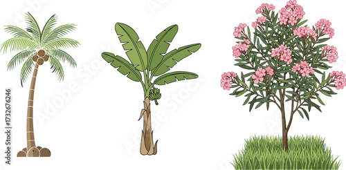 Beautiful tropical coconut palm tree, banana plant with fruits, and blooming pink oleander bush isolated vector illustration for nature design
