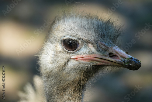 Φωτογραφία The common ostrich  is a species of flightless bird native to certain areas of Africa