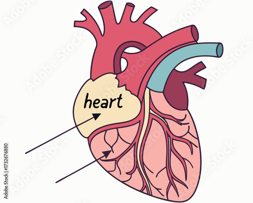 A funny cartoon vector illustration of human heart anatomy with a hand-drawn art style and a cheerful design icon