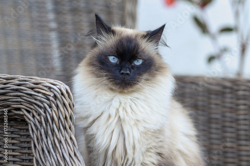 A fluffy Mekong bobtail Siamese cat sits on a chair in the park. The theme is about safe walks with pets. A domestic cat outside.