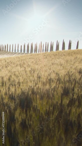 field of wheat in Tuscany, Italy